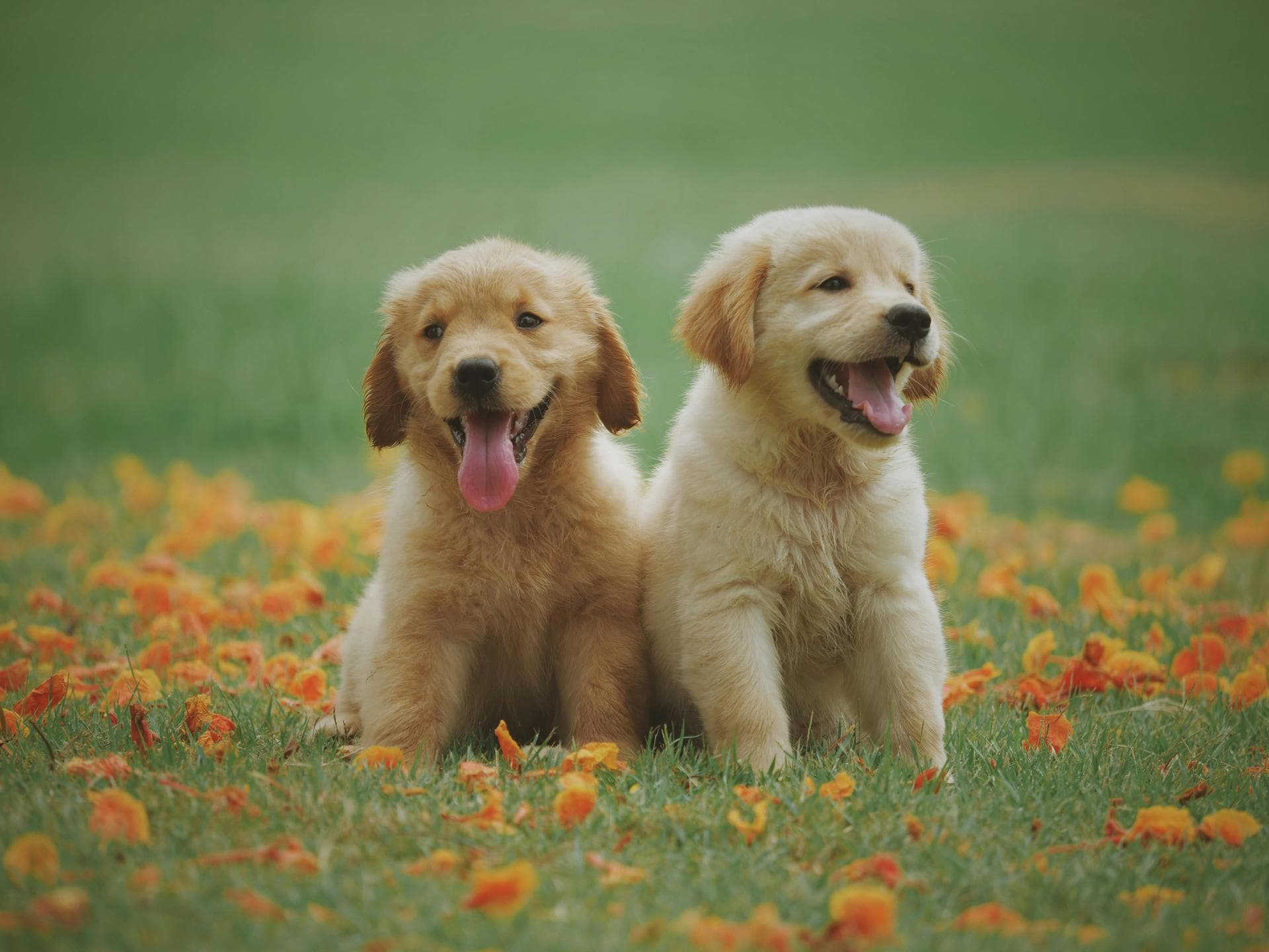 Best Vets in Swords